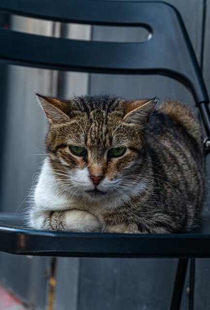 Specialist Feline Techniques For Owners To Stick to