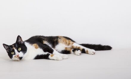 Are You A Feline Freak? Read through Here For Pet cat-Treatment Assistance