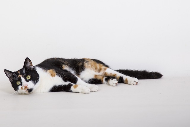 Are You A Feline Freak? Read through Here For Pet cat-Treatment Assistance