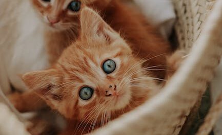 Have Kittens and cats? Don’t Overlook This Short Article!