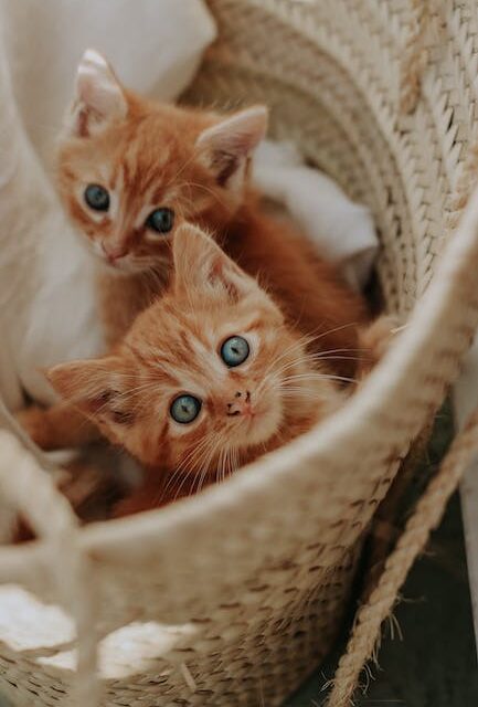 Have Kittens and cats? Don’t Overlook This Short Article!