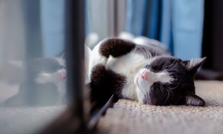 New Feline Inside Your Home? These Tips Might Help!