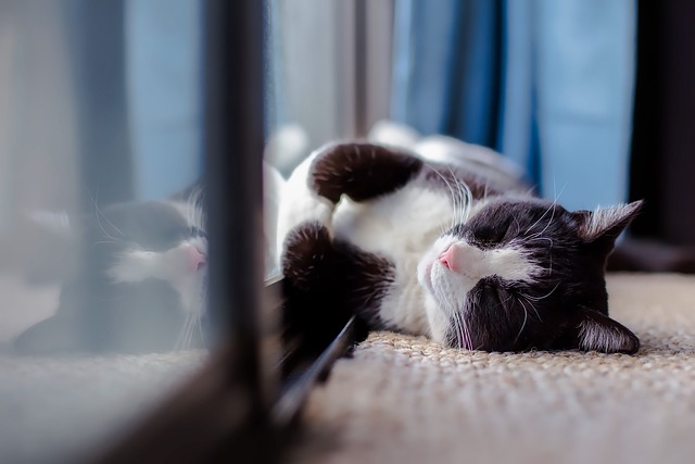 New Feline Inside Your Home? These Tips Might Help!