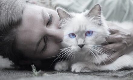What Feline Owners Need To Find Out