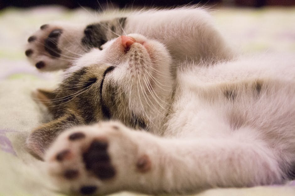 Feline Fancy: What You Need To Learn About Pet cats