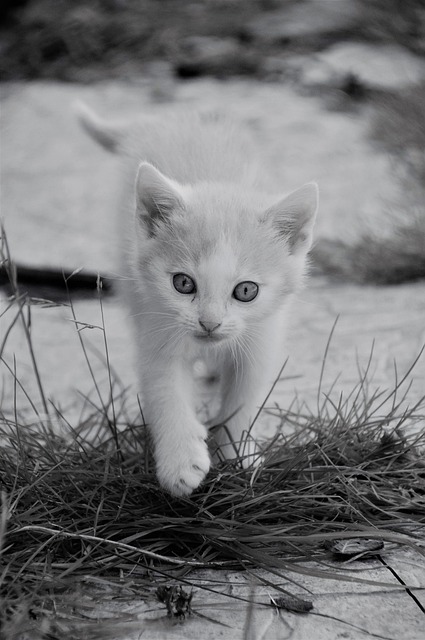 Learning To Make Your Feline Friend Delighted