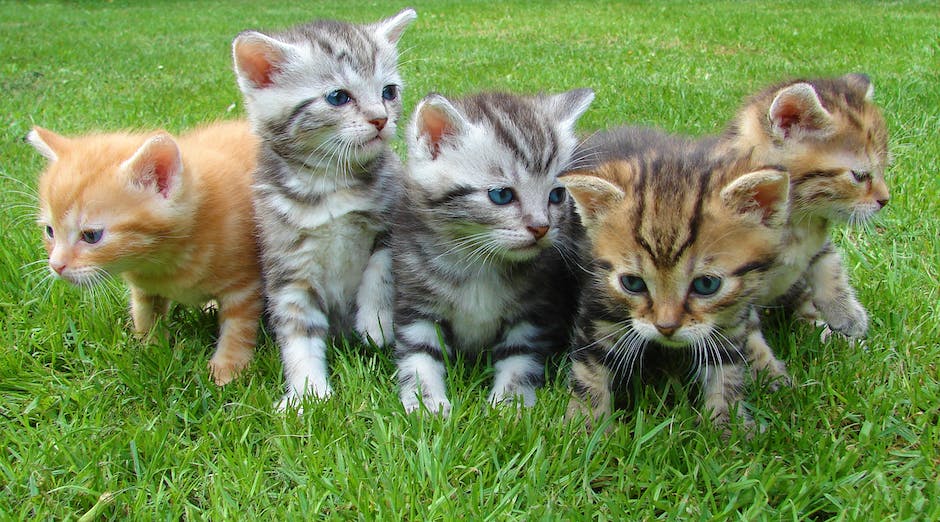 What Kitty Fanatics Need To Know About Care